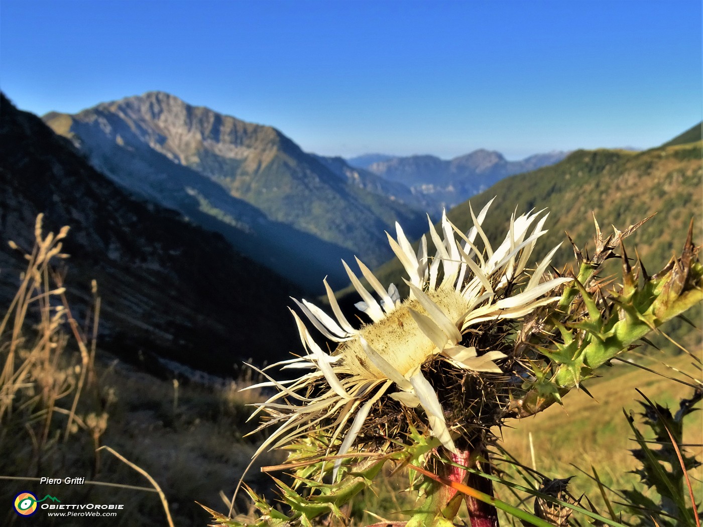 11 Arrivato qui in quota il freddo, ma io resisto. Carlina acaulis (Carlina Bianca).JPG